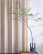 日本吊钟 植物 水养花进口鲜切日式马醉木绿植麻醉木树枝条水培5-淘宝网