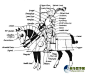 拜占庭重骑兵-搜狗图片搜索