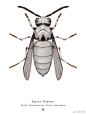 英国艺术家Richard Wilkinson 画的幻想昆虫图鉴 : 英国艺术家Richard Wilkinson 画的幻想昆虫图鉴