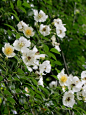 中文学名 野蔷薇(原变种) , 多花蔷薇 
拉丁学名 Rosa multiflora var. multiflora 
科中文名 蔷薇科 
科拉丁名 Rosaceae. 
属中文名 蔷薇属 
俗名别名 野蔷薇、七星梅、刺梅花、营实、小金樱、棘子花、荷花蔷薇 
形态特征 披散状小灌木，高约2米，茎枝细长，具倒钩刺。单数羽状复叶互生，叶柄长达2厘米，与叶轴均被腺毛，叶轴并疏生小刺；托叶大而明显，中部以下与柄合生，边缘有蓖状深裂，小叶5~9，常为7，倒卵状椭圆形或矩圆形，长1.5~3厘米，宽0.8~