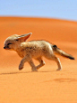 ☆ Fennec Fox, Morocco ☆