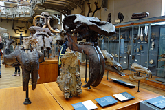 MILLAPOLIA采集到骸骨-化石-装饰-特殊分类