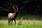 elk at Cataloochee Valley, Great Smoky Mountains