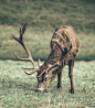 A Red Deer Stag Grazes in Ashton Court, Bristol, by Richard Lock | Unsplash