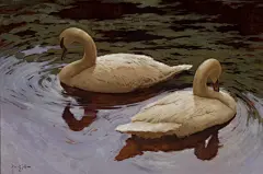 Swans on the Cher
