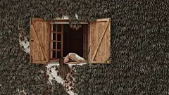 女孩的脸 头发 窗 百叶窗 树叶 唯美桌面壁纸