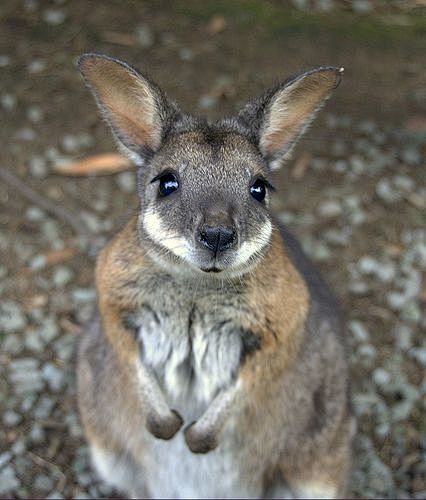 Baby kangaroo | Anim...