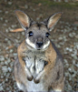 Baby kangaroo | Animal Kingdom