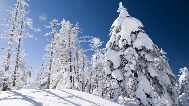 冬天，边坡，云杉树，雪，大自然，冬天风景...