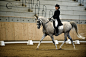 Dressage III by Colourize on deviantART