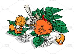 矢量绘制的野生蘑菇集。蘑菇的季节。桌上放着一些蘑菇，孤立地放在白色的背景上。轮廓的风格