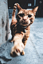 巷子里的猫很自由 但却没有归宿摄影宠物摄影北武 - 原创作品 -   (11)