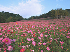 ks夕阳采集到花