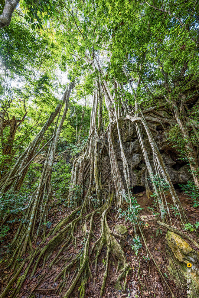 榕树（Ficus microcarpa）独木成林景观