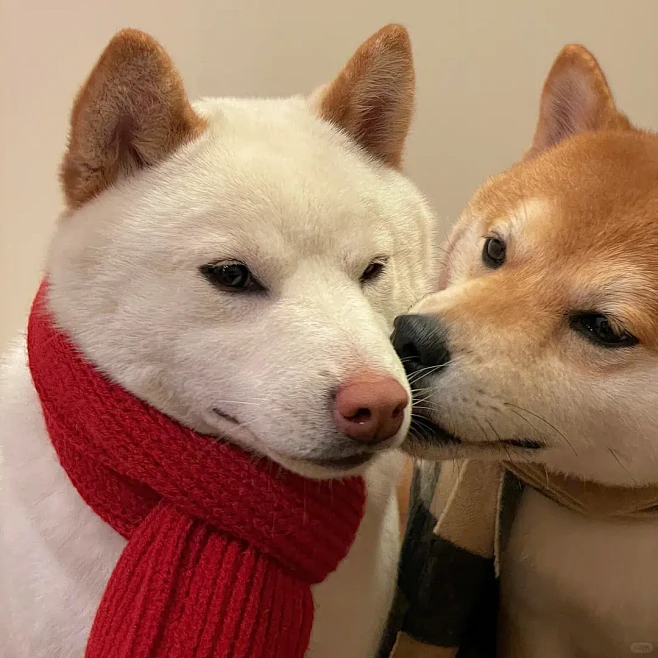人，我不是单身狗耶 - 小红书