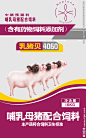 哺乳母猪配合饲料包装