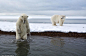 美摄影师拍北极熊玩闹嬉戏萌照