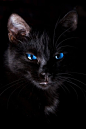 黑猫小清新 #喵星人#