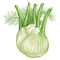 All About Growing Fennel - Organic Gardening - MOTHER EARTH NEWS