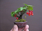 mini Bonsai