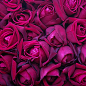 紫红,玫瑰,浪漫,质感,纹理,主图图库,png图片,网,图片素材,背景素材,3715278@北坤人素材