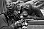 Lenderman photographer Vlad (aka Boniface) shows a monkey by her photo shoot.  Moscow Zoo.