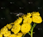 两翼昆虫,微距,自然,黄色,红色,图像,花粉,动物,叶子,昆虫