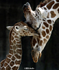 壹间studio【动物的母亲节】温暖有爱。长颈鹿宝宝和它的母亲。