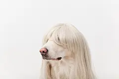 点击来源直接获取大图文件 |戴着假发坐在工作室特写的有趣金毛寻回犬