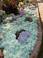 Succulent edging, SO beautiful…