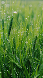 草地素材有雨水的草地素材图