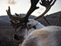 Reindeer people-蒙古北部驯鹿人肖像---酷图编号1301944