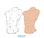 动漫绘画学习：人体躯干（胸部，臀部）、四肢的画法-