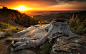 Stump at Hazel Mountain Overlook by Vladimir Grablev on 500px