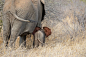 Africa, Elephant, Baby Elephant, Family