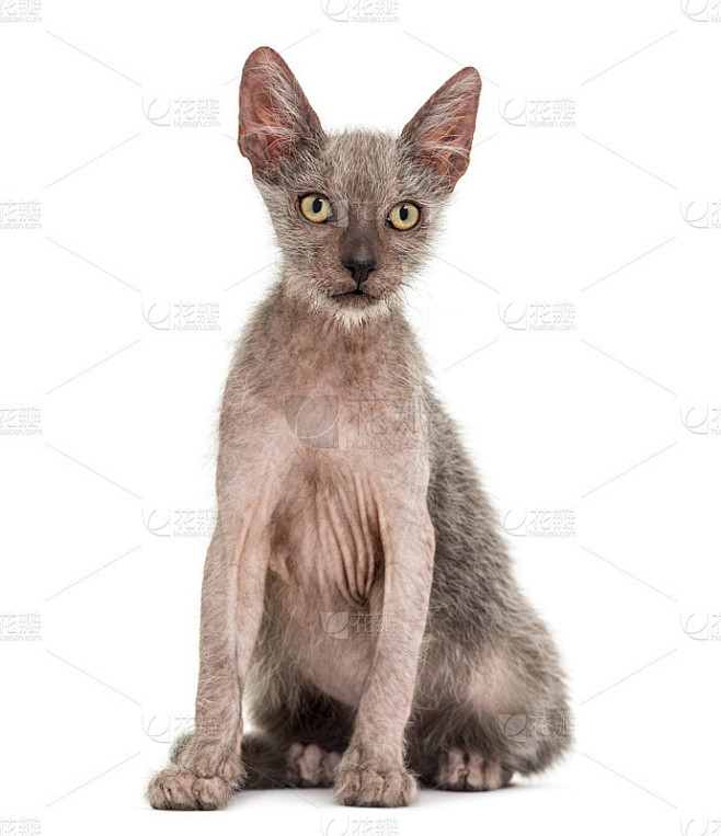 小猫Lykoi猫，3个月大，白色背景下也叫狼人猫