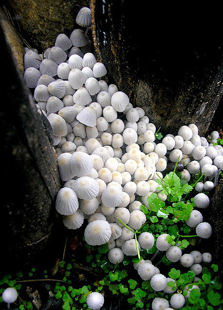  mushroom city