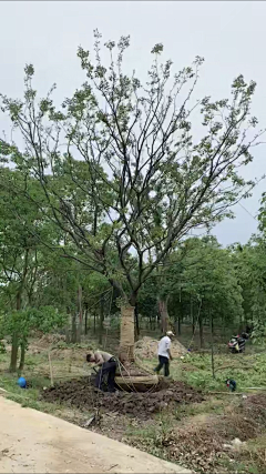 maryzhao采集到植物—点景树及树池