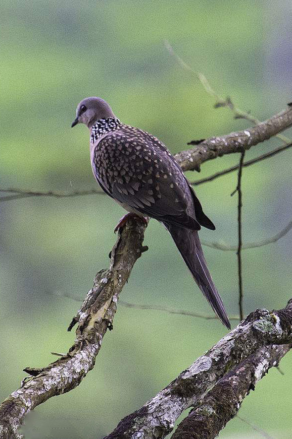 鸽形目鸽鸠科鸽属斑鸽