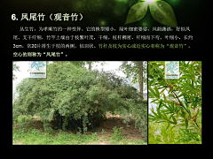 —MZH采集到Z—植物意向图—爬藤植物、竹子