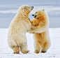 冰山舞者：这两只北极熊好像在冰层上跳舞一样。