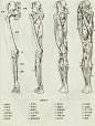 腿部肌肉正面
