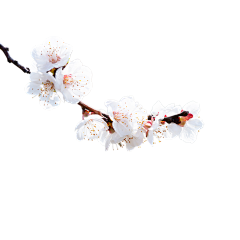 芬gloria采集到待归类采集