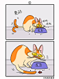 热知识：猫是猫，尾巴是尾巴。_1_阿满和麦茶_来自小红书网页版