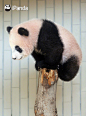 日本出生的熊猫宝宝香香