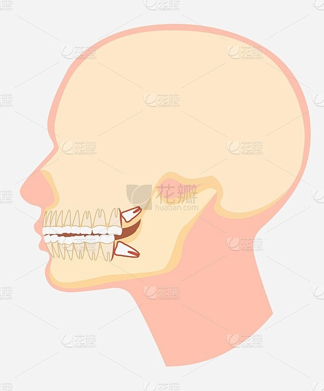 卡通模型的人的牙齿颌侧视图矢量平面插图