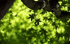初秋枫叶唯美护眼高清桌面壁纸
