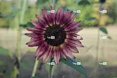 向日葵 花卉背景 黄色 斑 花 花的 植物 自然 花园 花壁纸