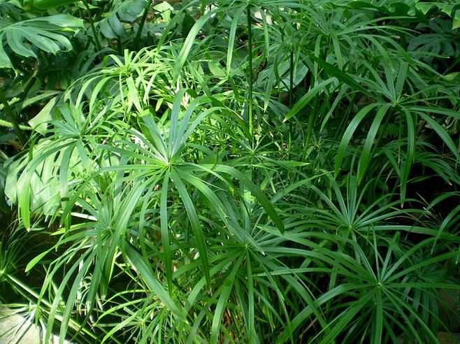 水竹，别名旱伞草、水棕竹、风车草