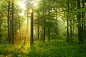 阳光下雾蒙蒙的山毛榉林，采集于Macdown.com预览图，超清原图请到Macdown下载。热带雨林，深林世界，野外，森林，大自然的美，热带雨林里的美景